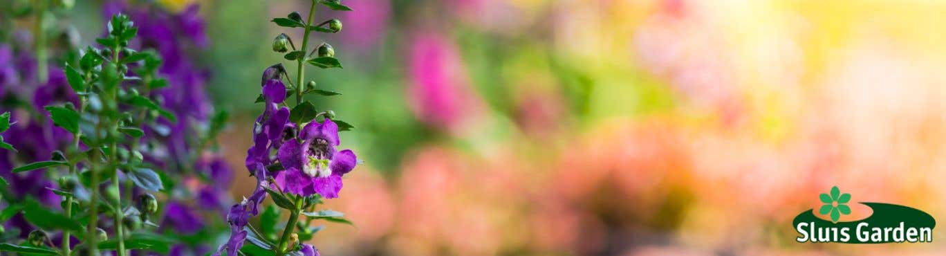 Garden Seeds