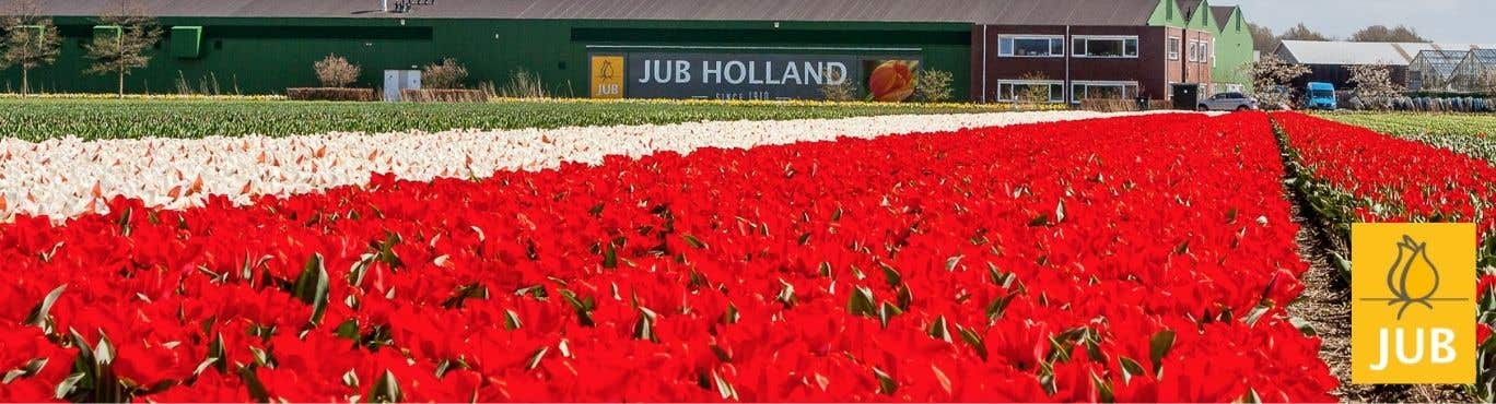 JUB Holland
