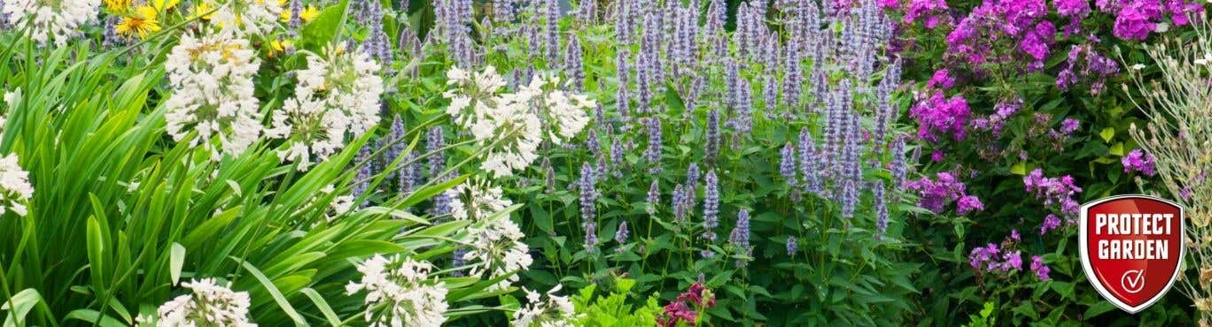 Protect Garden
