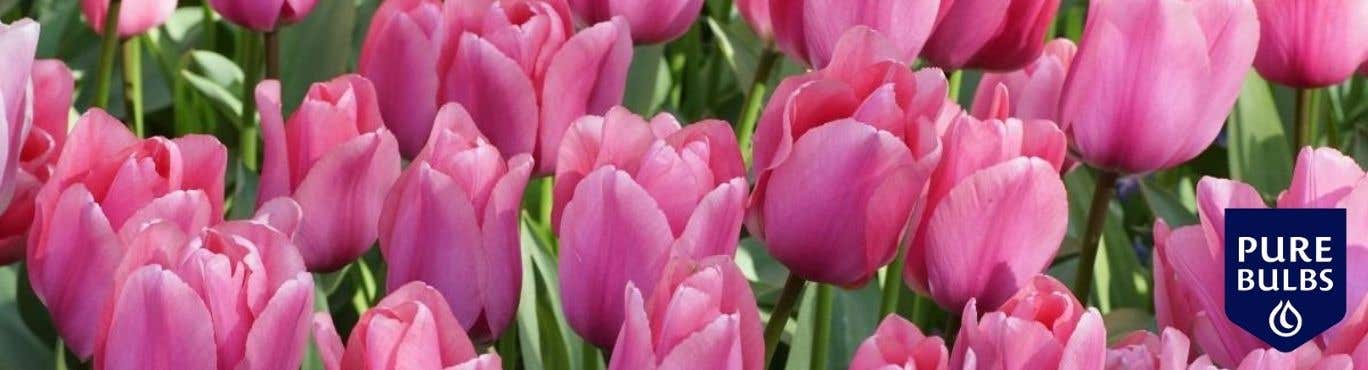 Pure Bulbs