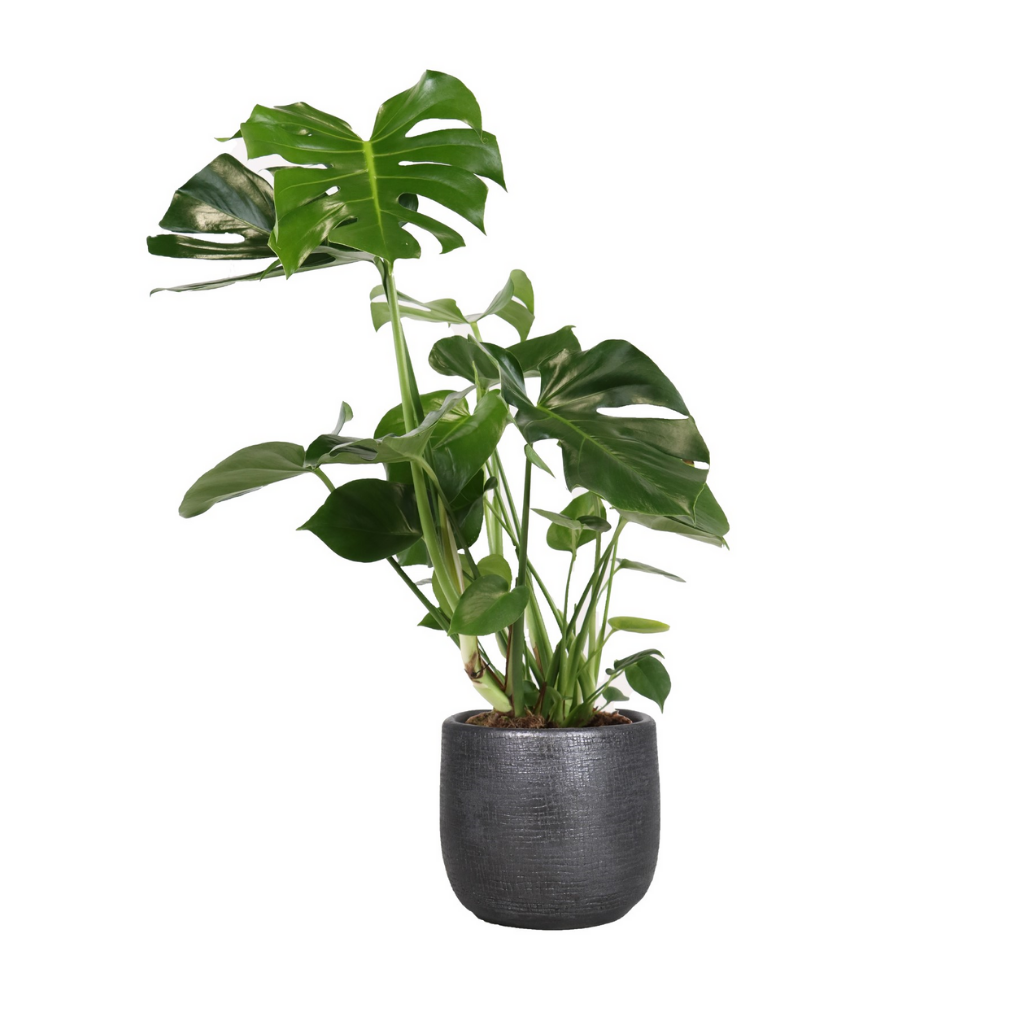 Gatenplant (Monstera Deliciousa) H 80Hoogte 80 cm