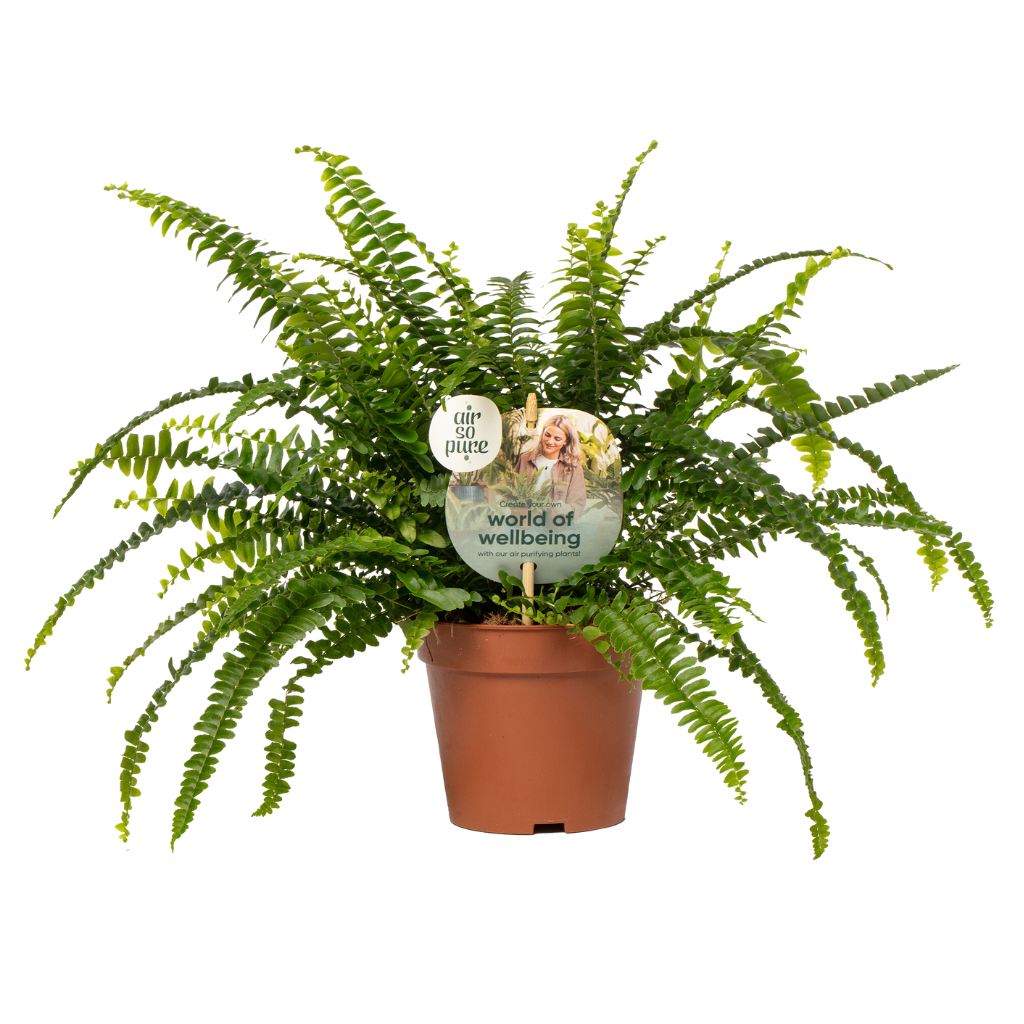 Krulvaren (Nephrolepis Green Lady) H 35 ø 12 cm
