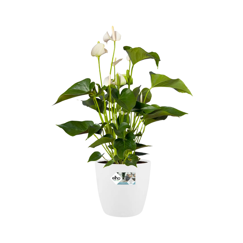 Elho Brussels Rond 30cm Wit