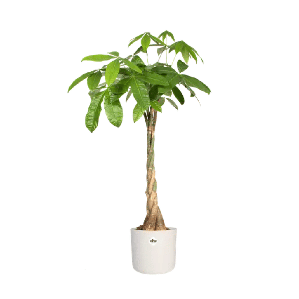 Elho B.For Soft Rond 25cm Wit