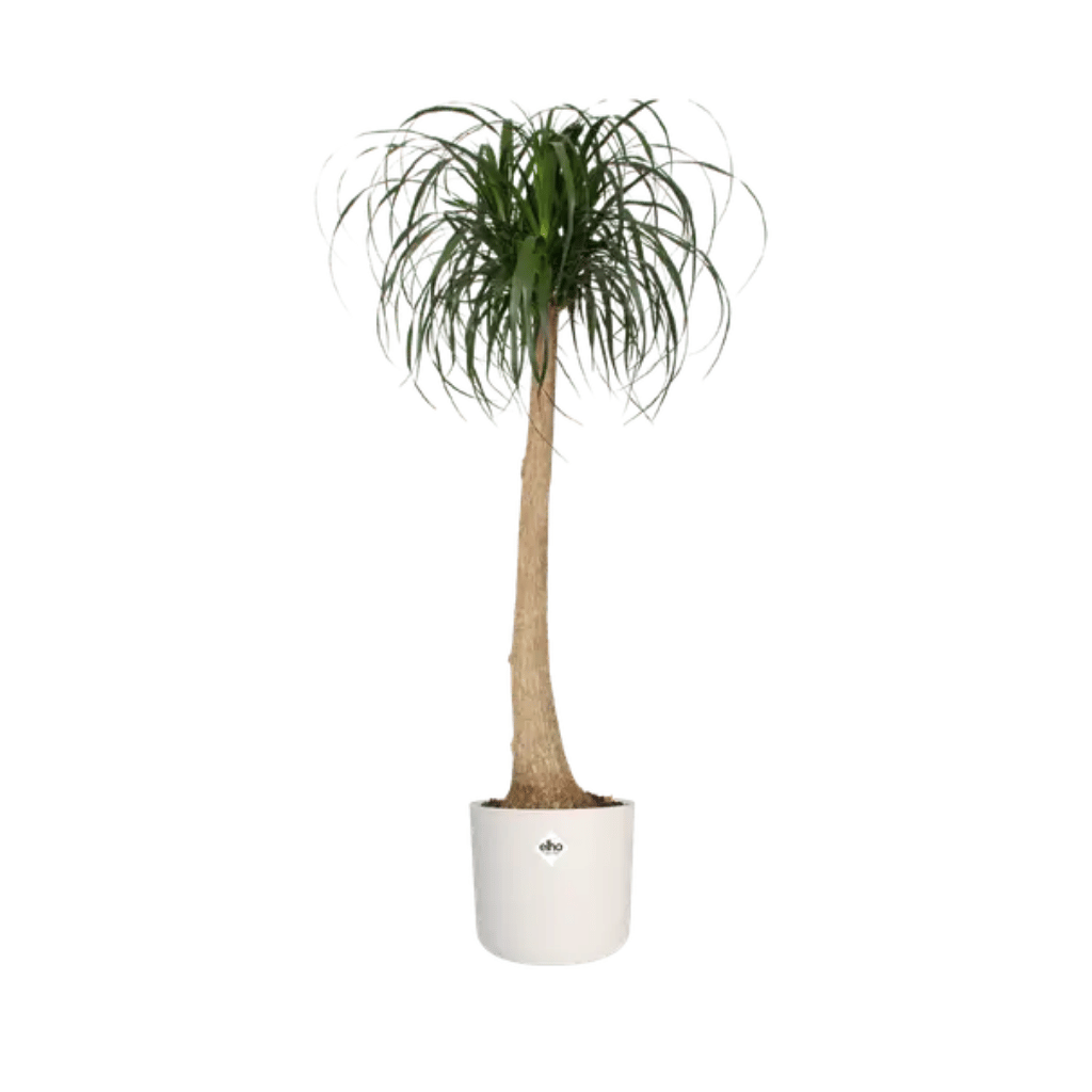 Elho B.For Soft Rond 35cm Wit