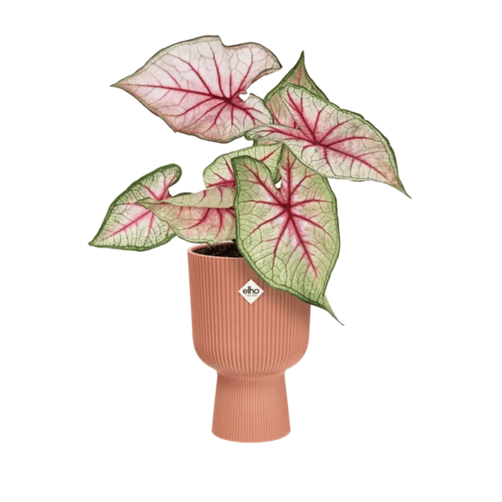 Elho Vibes Fold Coupe 14cm Delicaat Roze