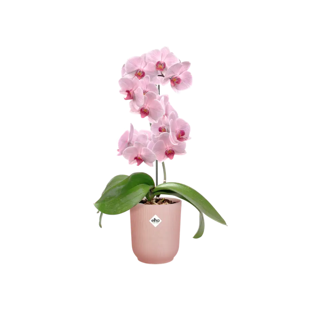 Elho Vibes Fold Orchidee Hoog 12,5cm Frosted Pink