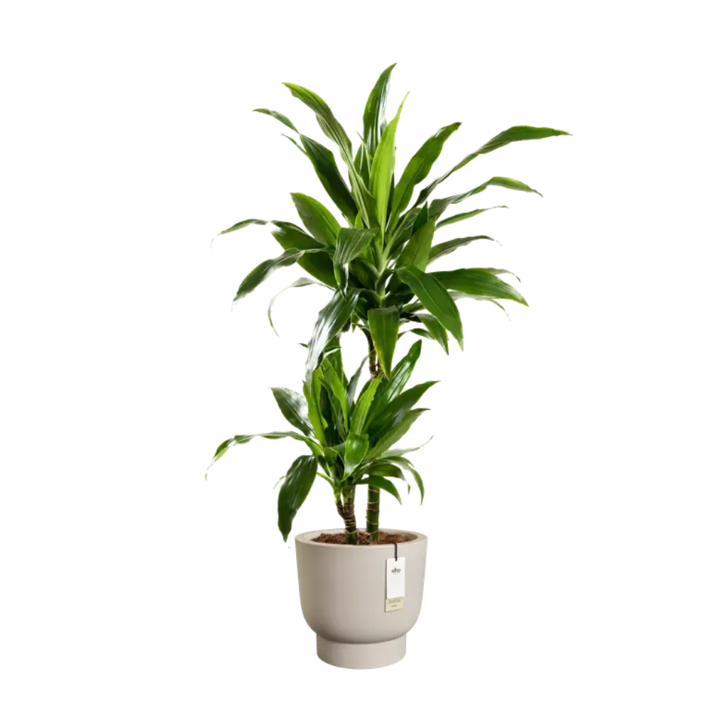 Elho Amber Grail 40 Balanced beige - ø 38 x H 36 cm - 100% gerecycled