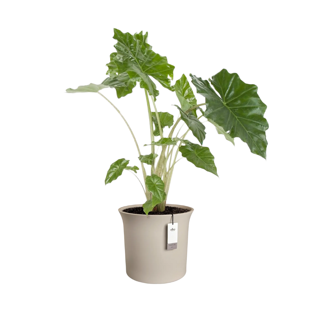 Elho June Tulip 40 Balanced beige - ø 39 x H 36 cm - 100% gerecycled