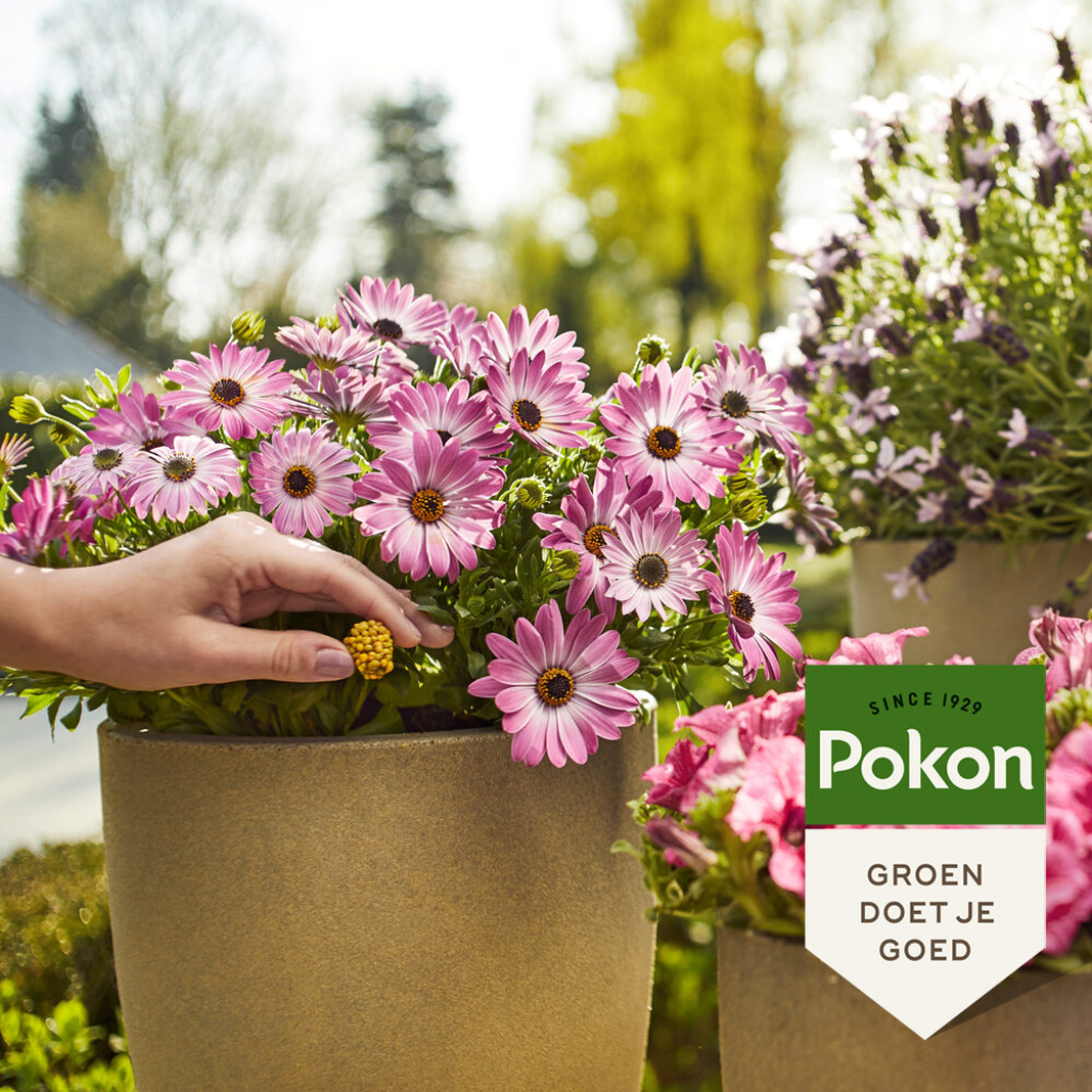 Pokon Terras & Balkon planten voedingskegels 40 stuks