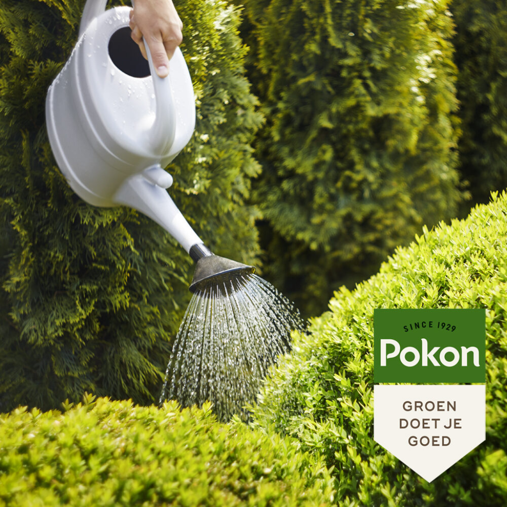 Pokon Bitterzout Groenmaker 500g