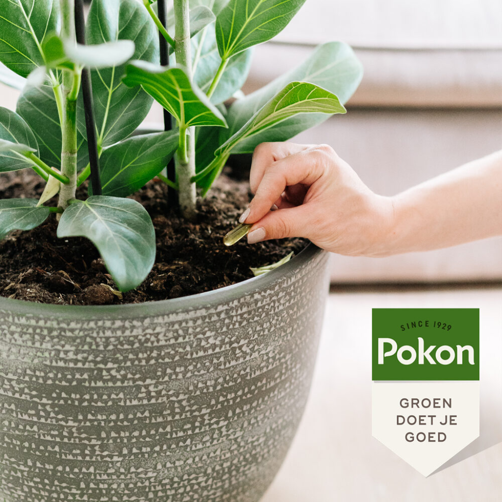 Pokon Bio Kuur voor Weerbare en Gezonde Moestuin Concentraat 500ml