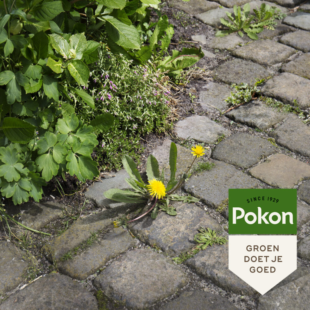 Pokon Tegen Onkruid Spray 1L