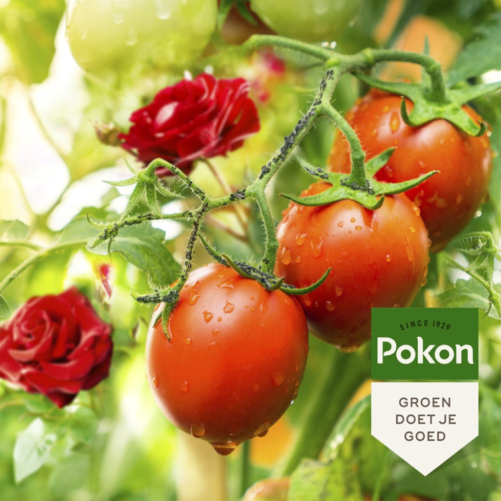Pokon Bio Tegen Insecten Polysect GYO Spray 800ml