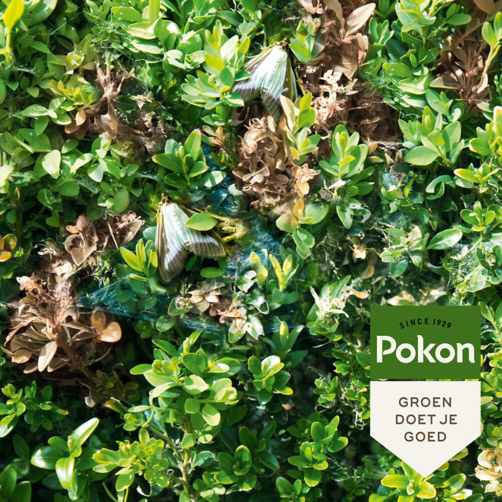 Pokon Buxusmotval 