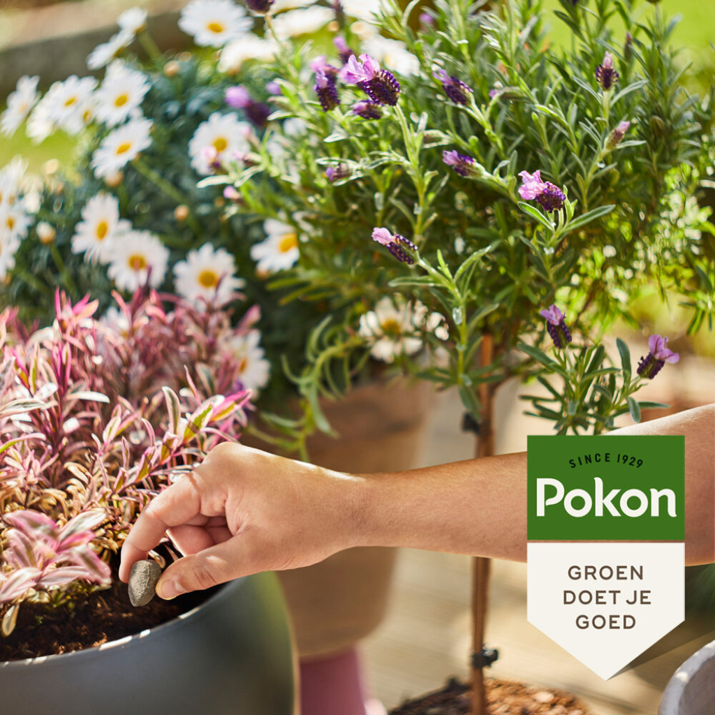 Pokon Bio Terras & Balkon planten voedingskegels 40 stuks