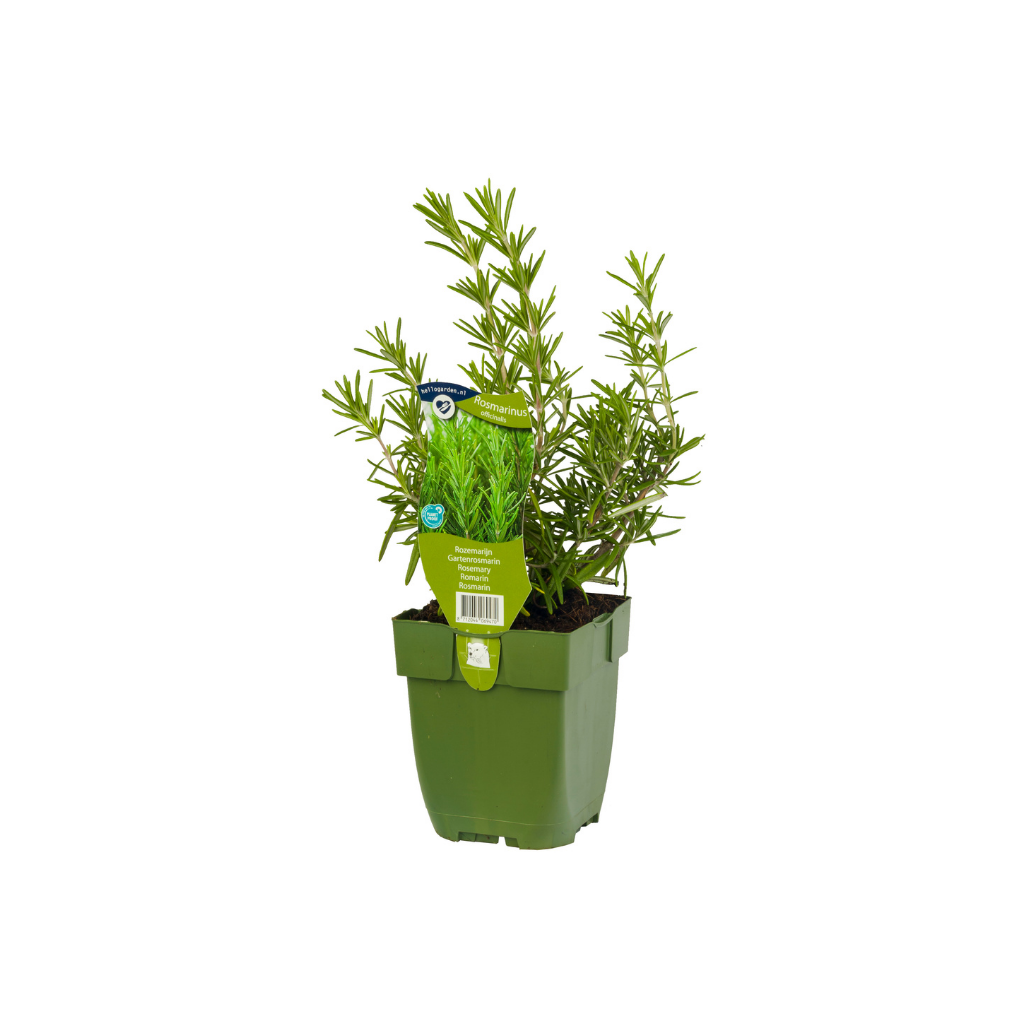 Rozemarijn kruid (Rosmarinus officinalis) ø 11 cm