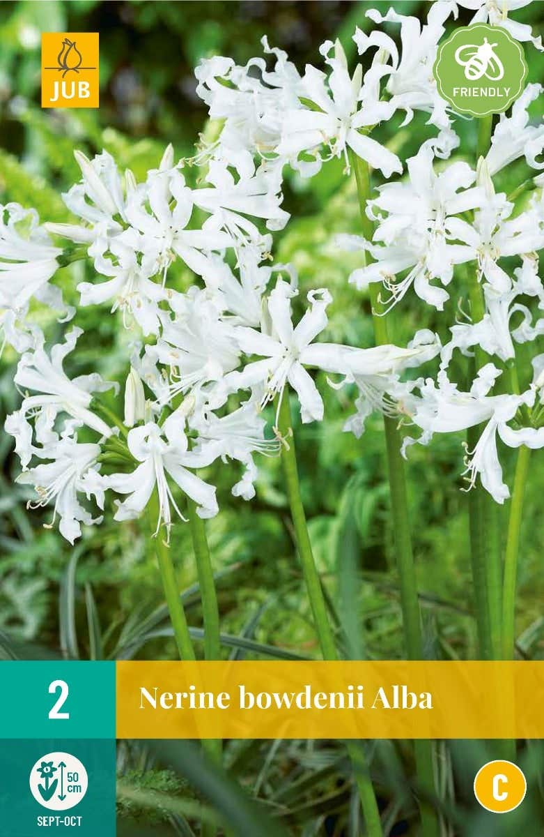 Nerine Bowdenii Alba
