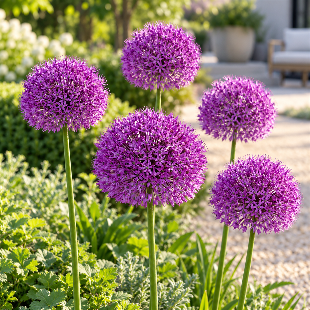 JUB Holland Bloembollen Sierui (Allium 'Purple Sensation') Biologisch 5 stuks