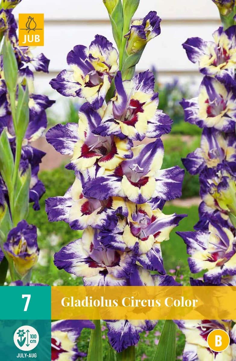 Gladiolus Circus Color