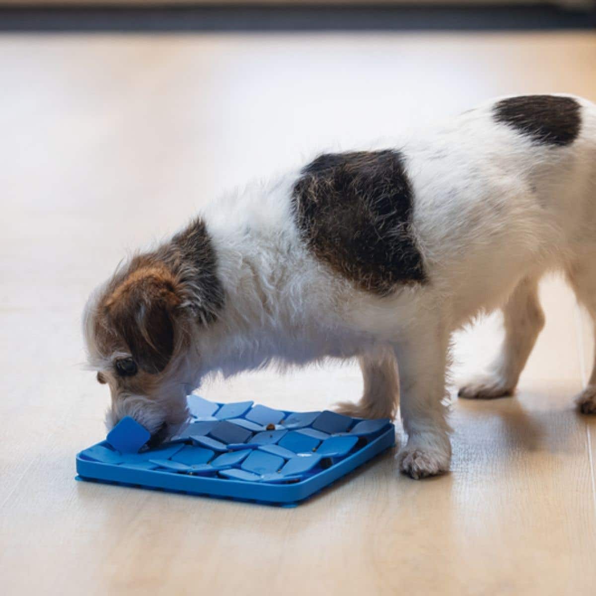 Beeztees Likmat Hond Likmat Smulpaap Blauw 20 x 20 x 2 cm