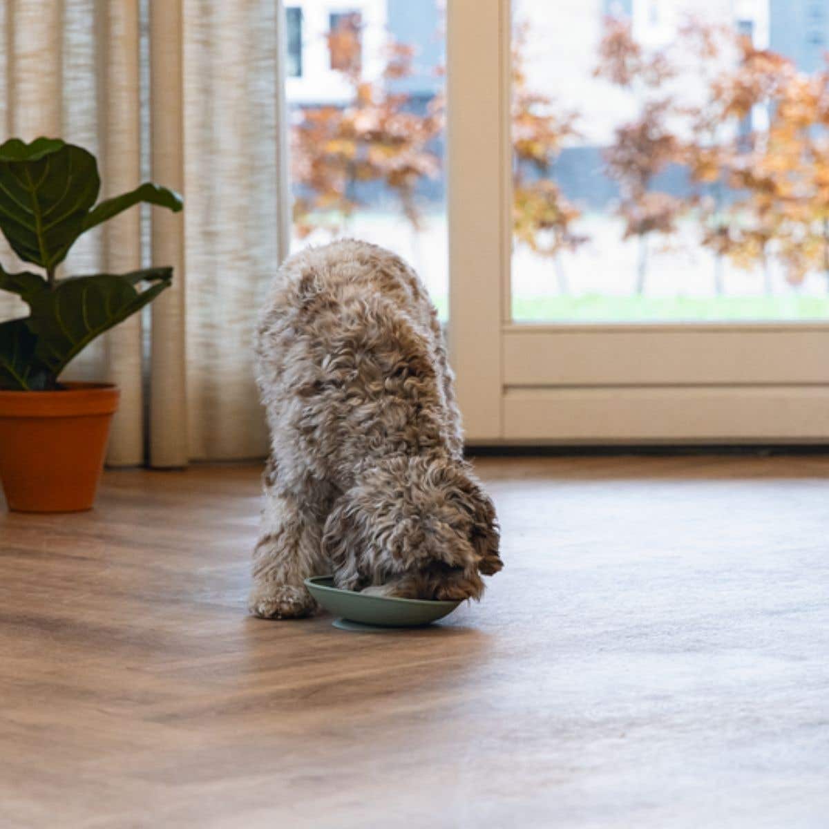 Beeztees Likmat Hond Likmat Schotel Groen 19 x 19 x 4.5 cm