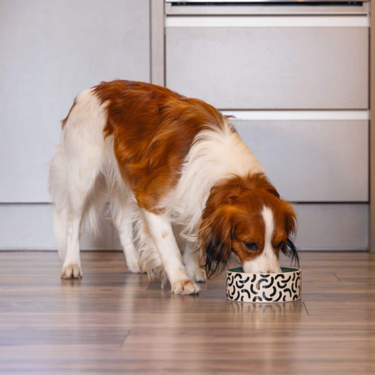 Beeztees Hondenvoerbak Mark Zwart 700 ml 16 cm