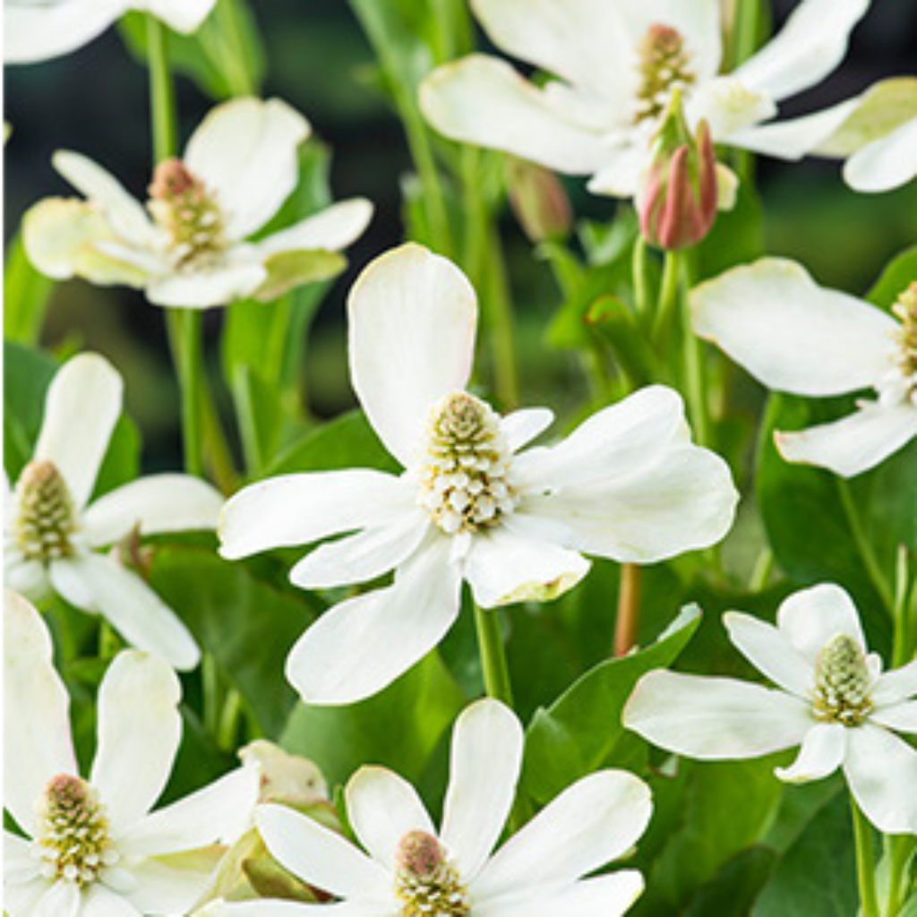 Water anemoon (Anemopsis californica) Potmaat 18