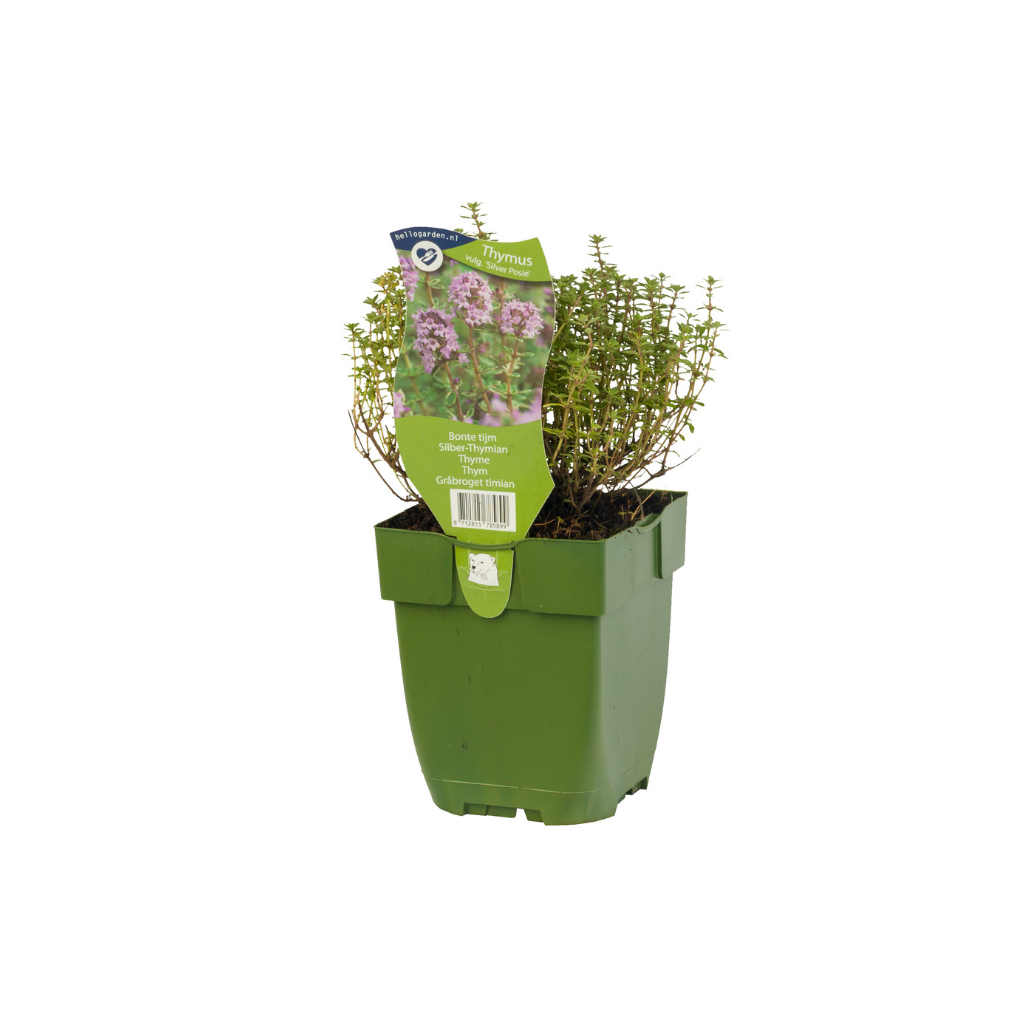 Bonte tijm (Thymus vulg. 'Silver Posie') ø 11 cm