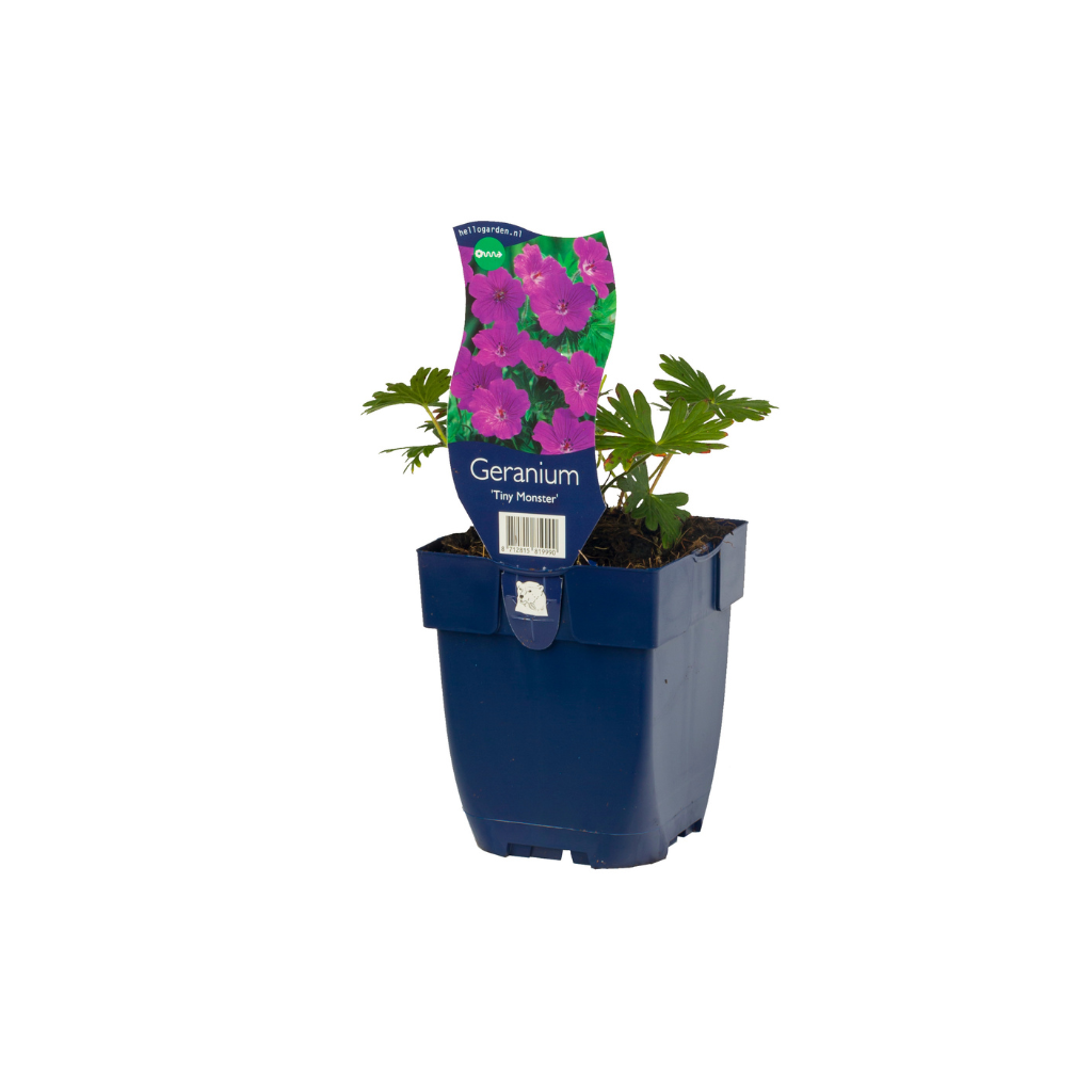 Ooievaarsbek (Geranium sang. 'Tiny Monster') ø 11 cm