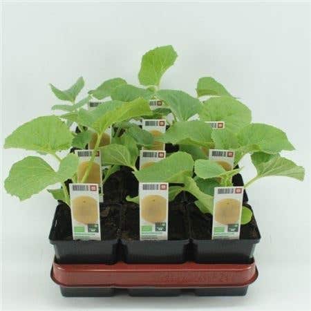 Galiameloen (Cucumis melo) BIO