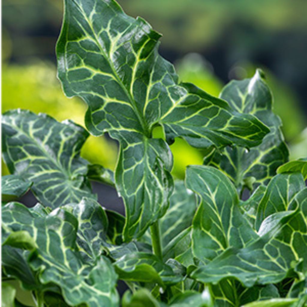 Italiaanse aronskelk (Arum italicum) Potmaat 9