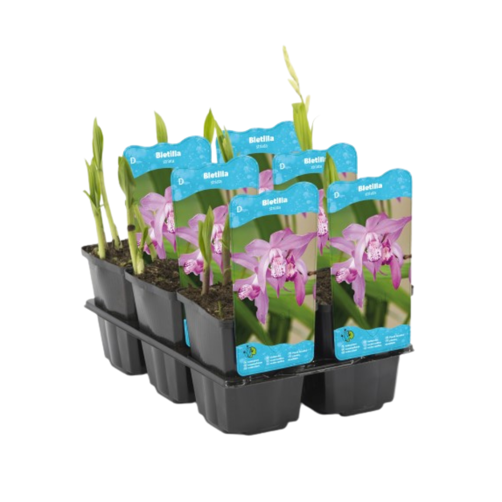 Japanse Orchidee (Bletilla striata) Potmaat 9