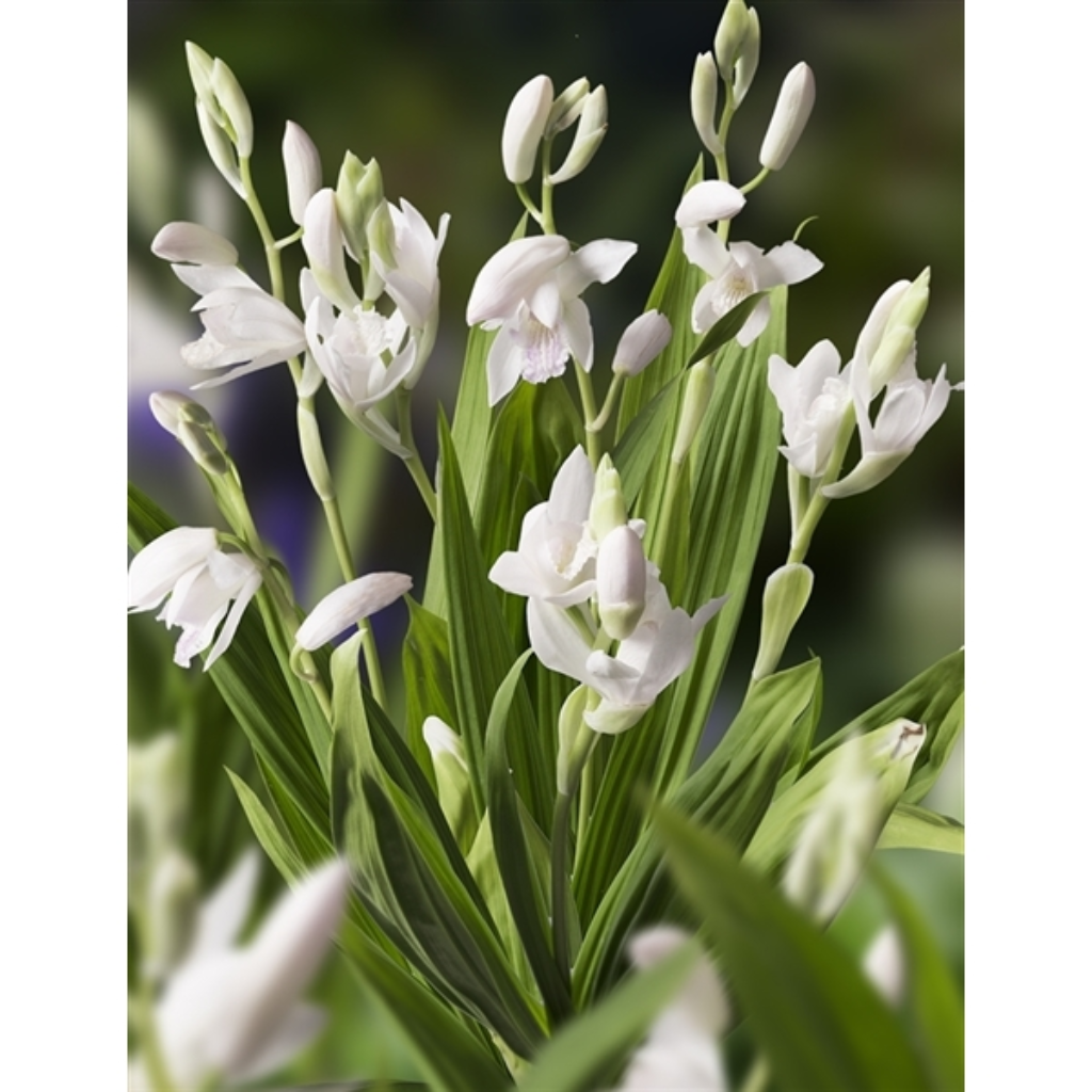 Japanse Orchidee (Bletilla striata Alba) Potmaat 9