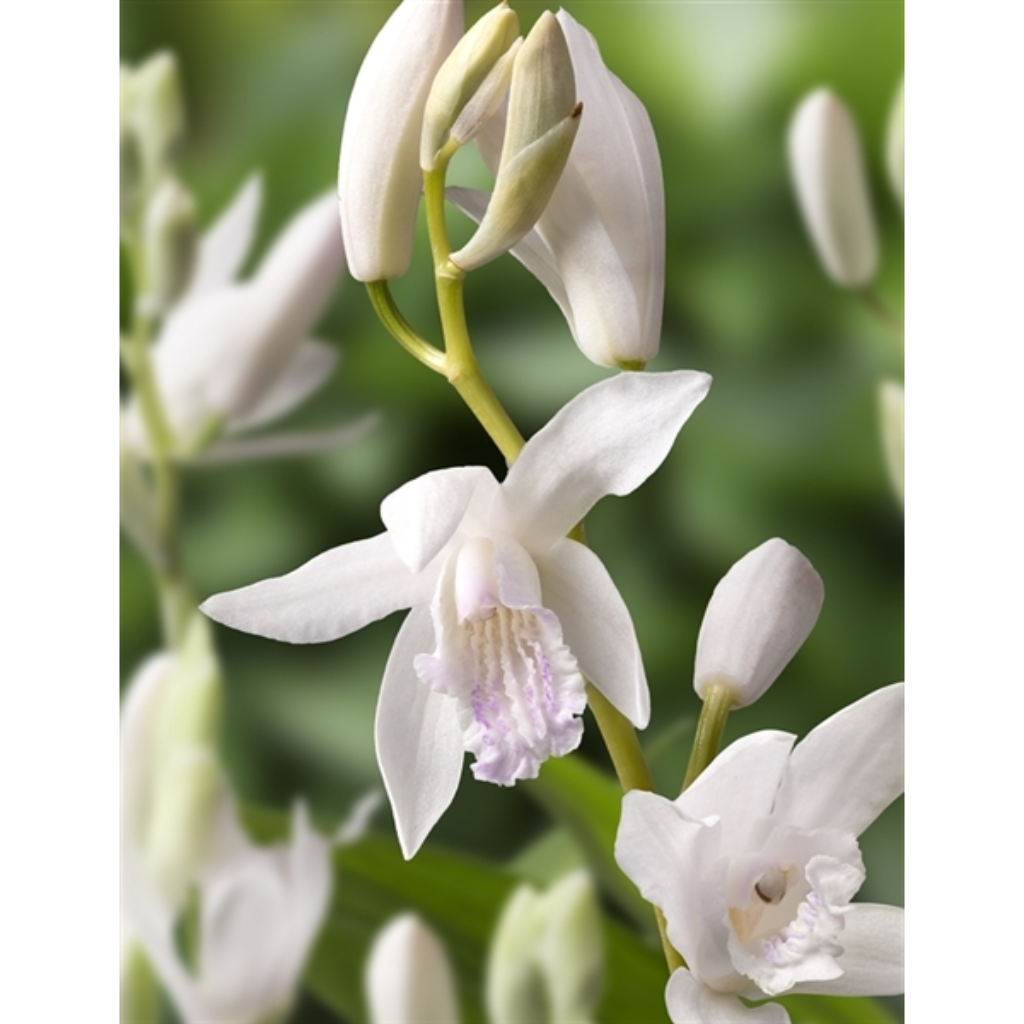 Japanse Orchidee (Bletilla striata Alba) Potmaat 9