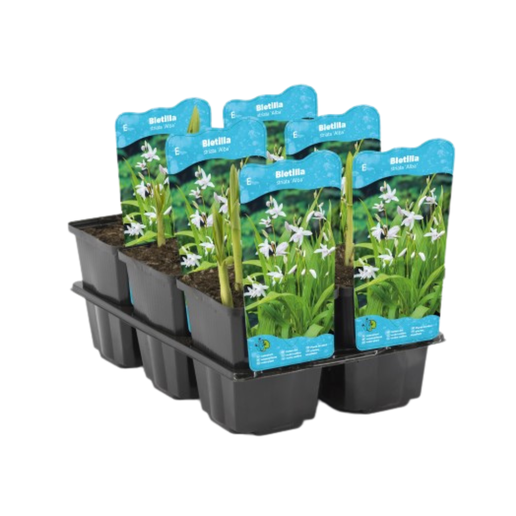 Japanse Orchidee (Bletilla striata Alba) Potmaat 9