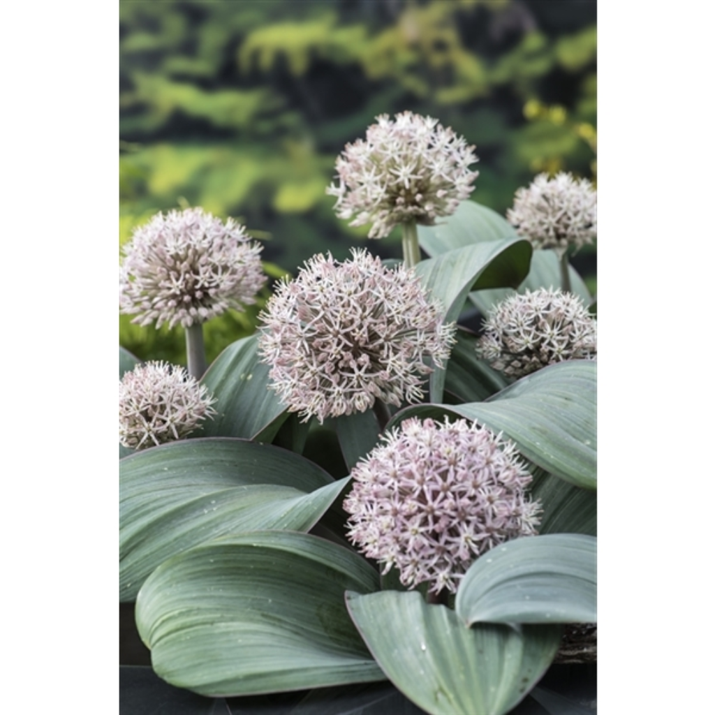Sierui (Alium karataviese) Potmaat 9