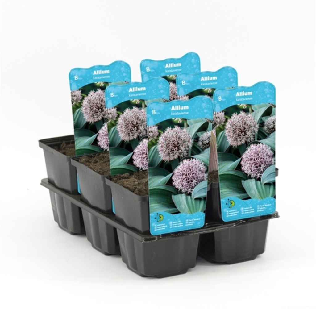 Sierui (Alium karataviese) Potmaat 9