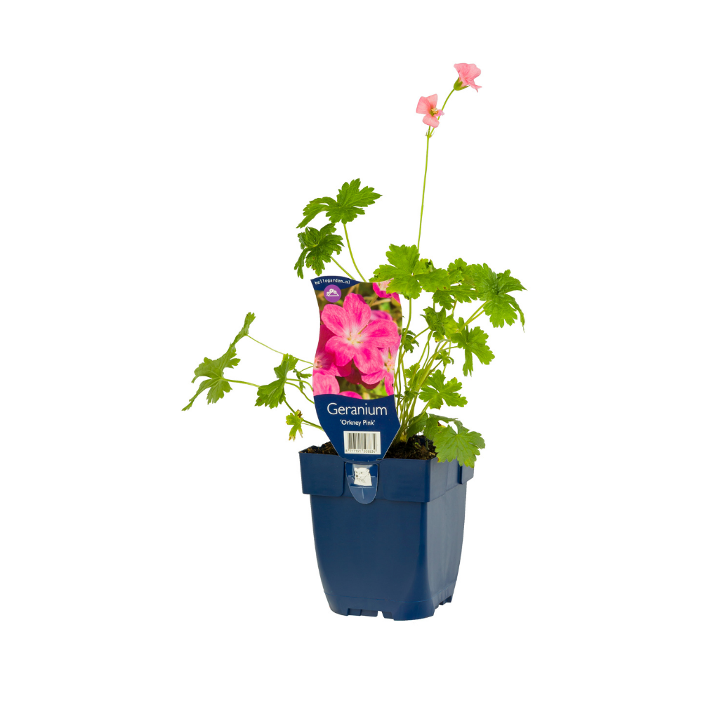 Ooievaarsbek (Geranium 'Orkney Pink') ø 11 cm