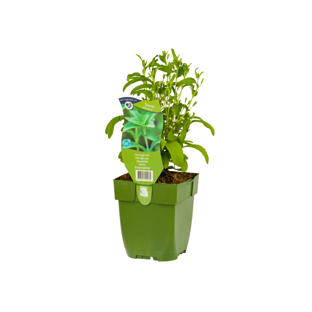 Honingkruid (Stevia rebaudiana) ø 11 cm