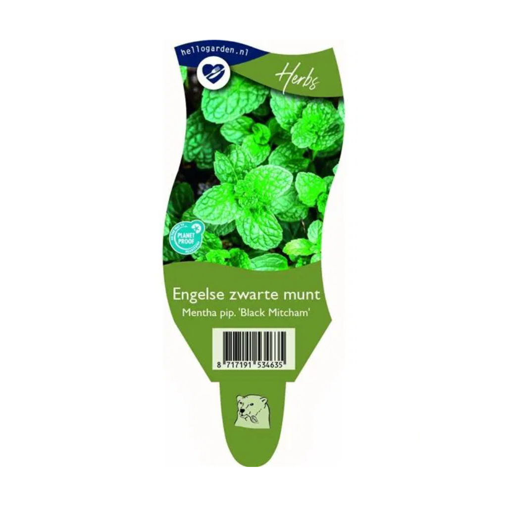 Pepermunt (Mentha pip. 'Black Mitcham') ø 11 cm