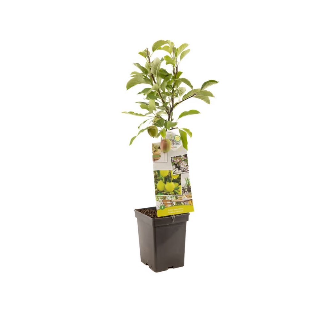 Gele handappel (Malus dom. Golden Delicious Patio) H 90 ø 18 cm