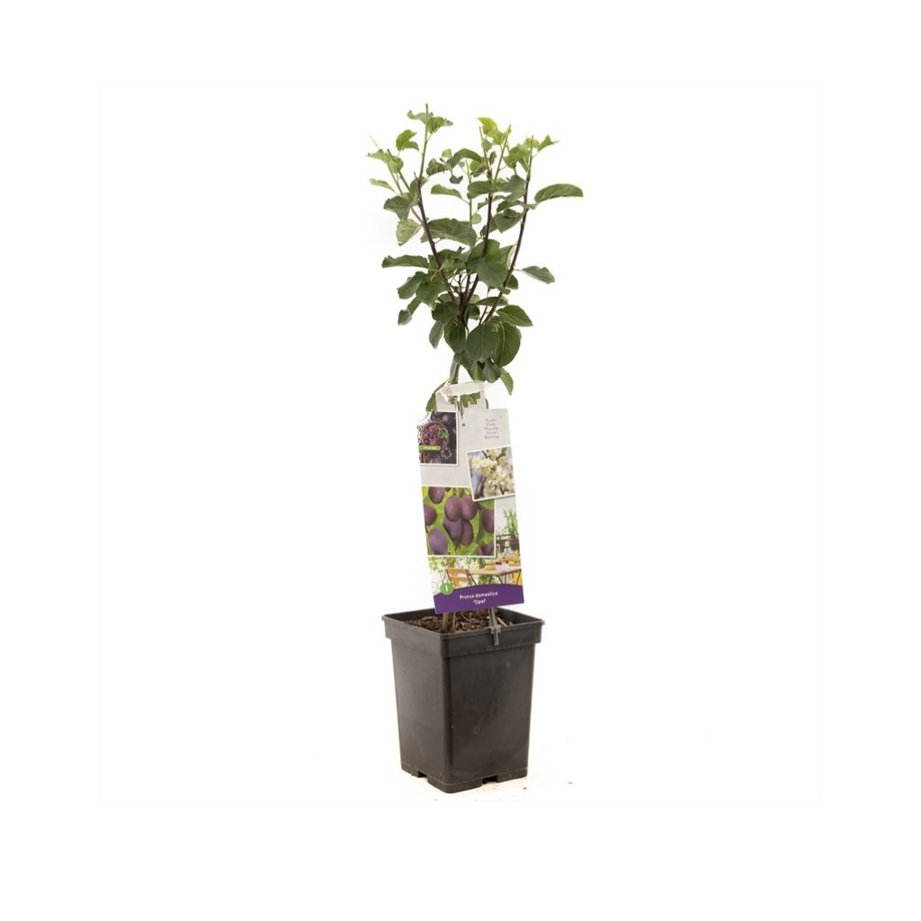 Blauwe pruim (Prunus dom. Opal Patio) H 90 ø 18 cm