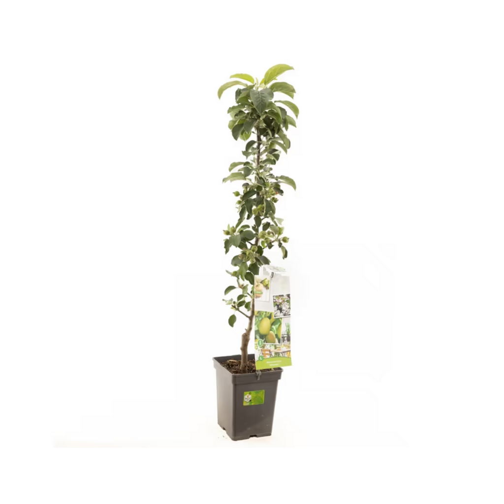 Groene appel (Malus dom. Greencats zuilvorm) H 110 ø 18 cm