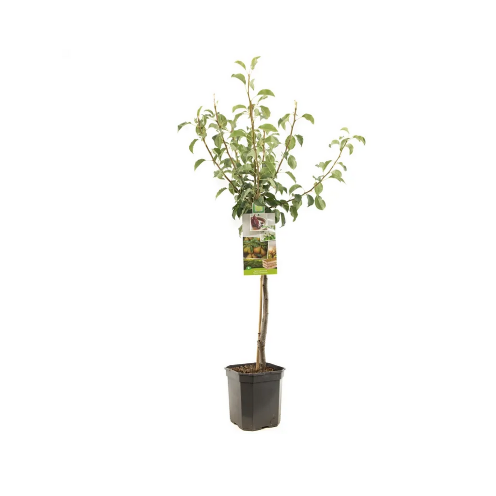 Stoofpeer (Pyrus comm. Gieser Wildeman laagst) H 160 ø 24 cm