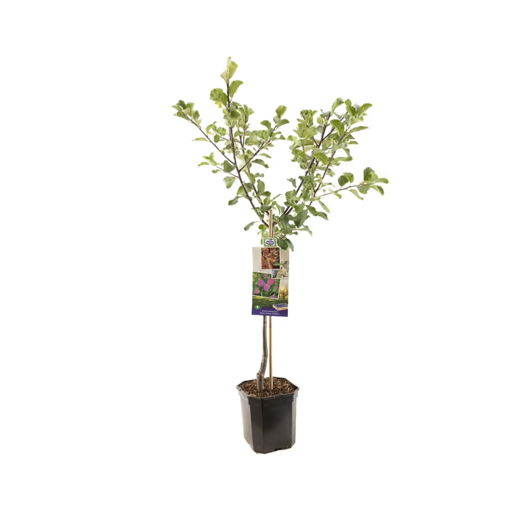 Rood-paarse pruim (Prunus dom. R-Cl. d'Althan laagstam) H 160 ø 24 cm