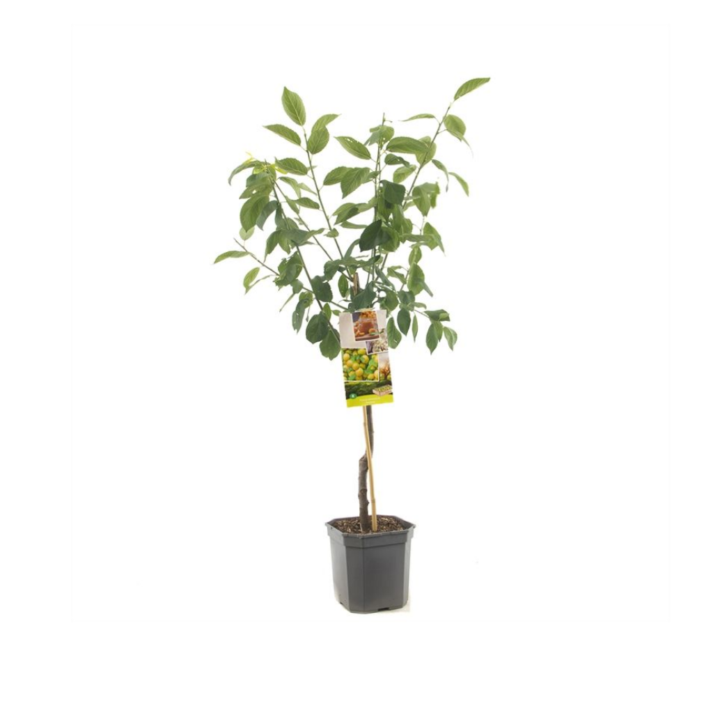 Groen-gele pruim (Prunus dom. Ontario laagstam) H 160 ø 24 cm