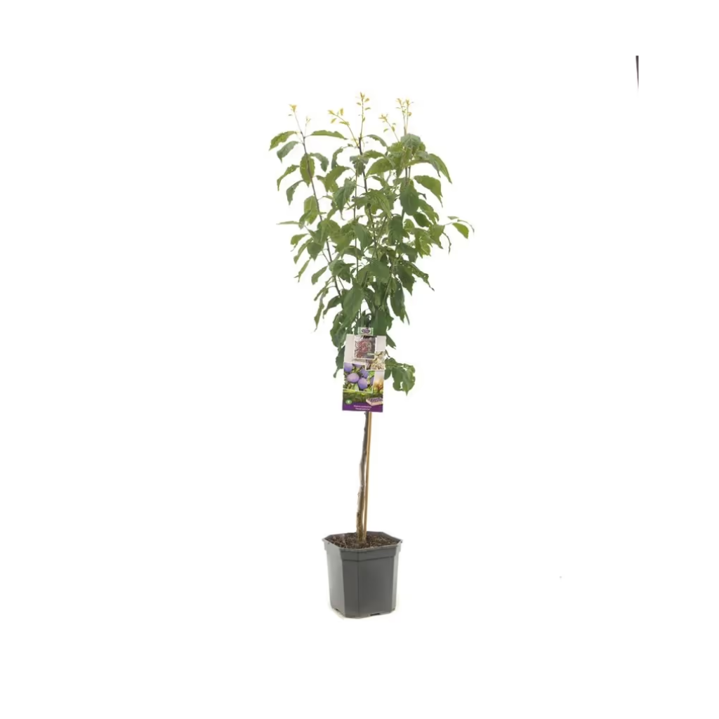 Donkerblauwe pruim (Prunus dom. Hauszwetsche laagstam) H 160 ø 24 cm