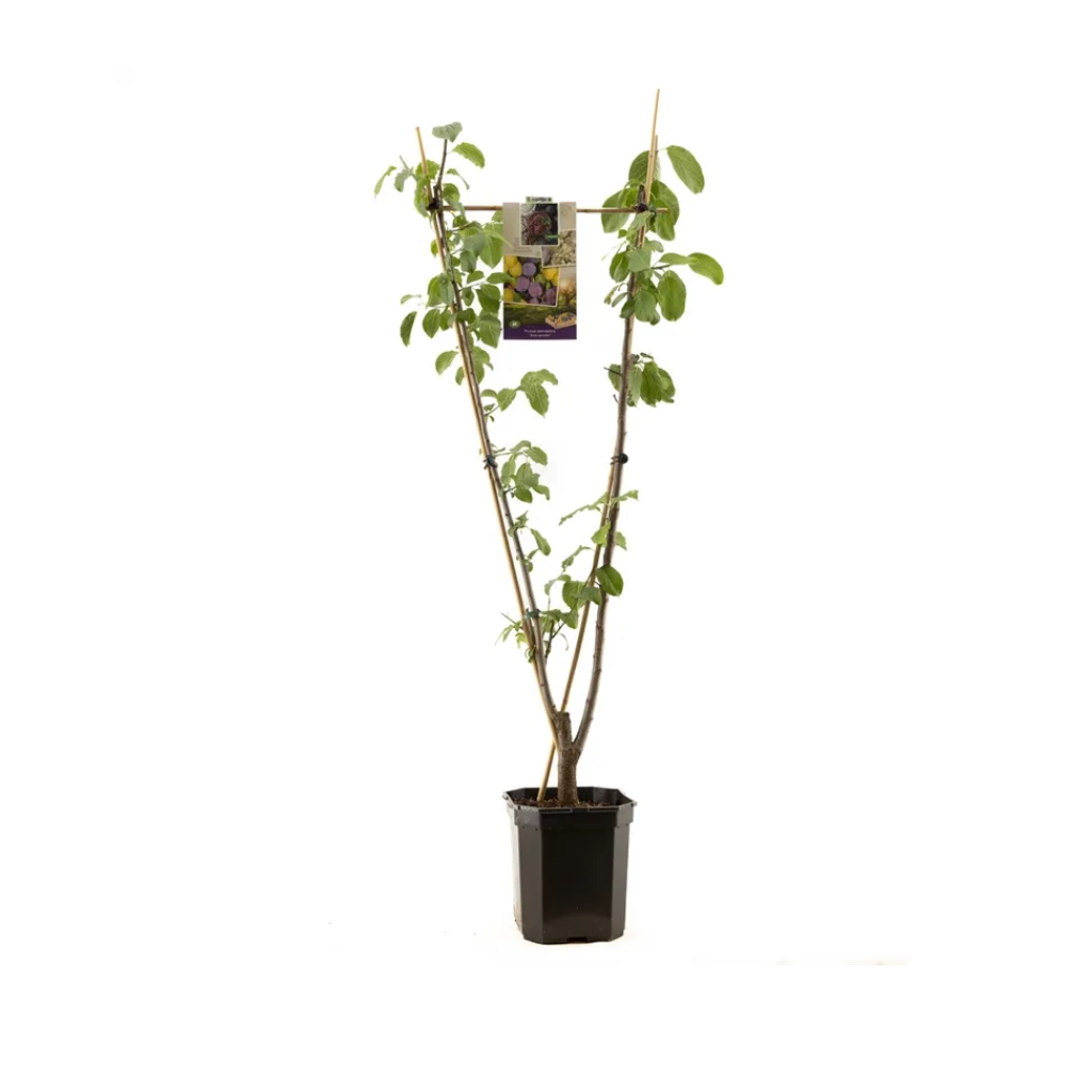 V-Vorm pruim (Prunus dom. Duo-pruim) H 160 ø 24 cm