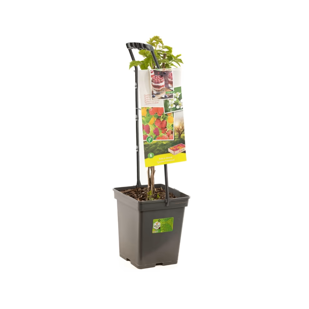 4 soorten in 1 pot (Rubus id. Quatro-framboos - draagbe) H 65 ø 18 cm